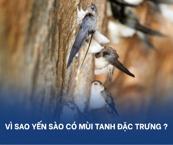 Vì Sao Tổ Yến Có Mùi Tanh Đặc Trưng
